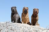 SHAR-PEI 586